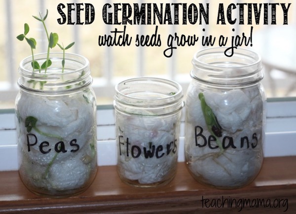 Seed-Germination