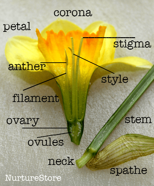 parts-of-a-daffodil-diagram