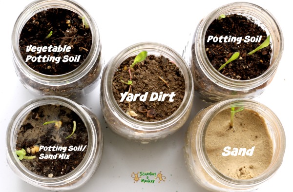 seed-sprouting-science-experiment-1