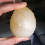 Rubber Egg Science Experiment and Explanation