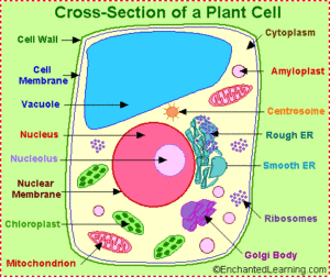 learn about plant cells