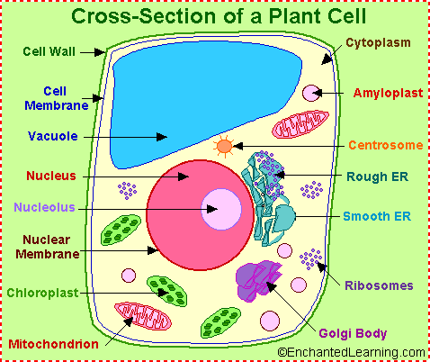 learn about plant cells