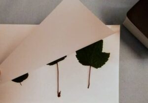 Pressing leaves with a book