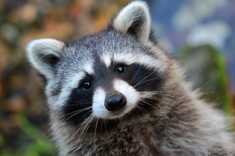 Raccoon looking at the camera.