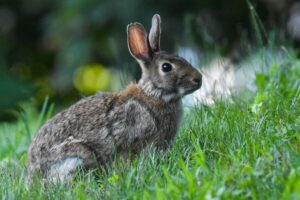 rabbit in a grassy outdoors.