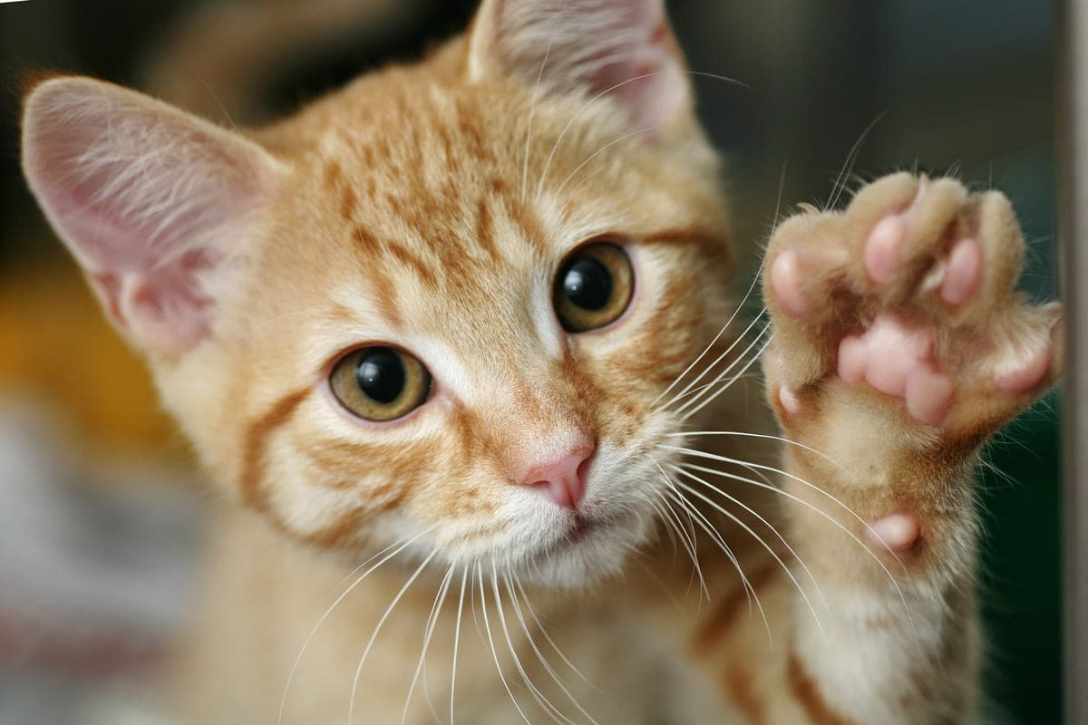 Kitten-with-his-paw-raised.